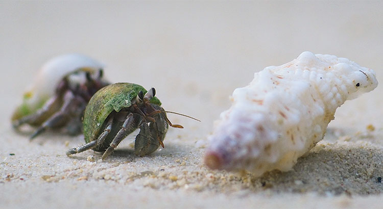 hermit crab and shell