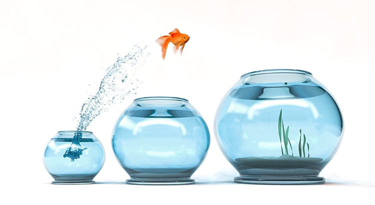 goldfish jumping into a larger bowl